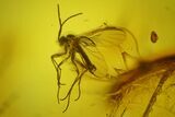Four Fossil Flies (Diptera) In Baltic Amber #200151-4